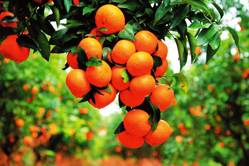 摘草莓、品柑橘、吃窑鸡、赏花……田园采摘乐趣多 乡村旅游好惬意