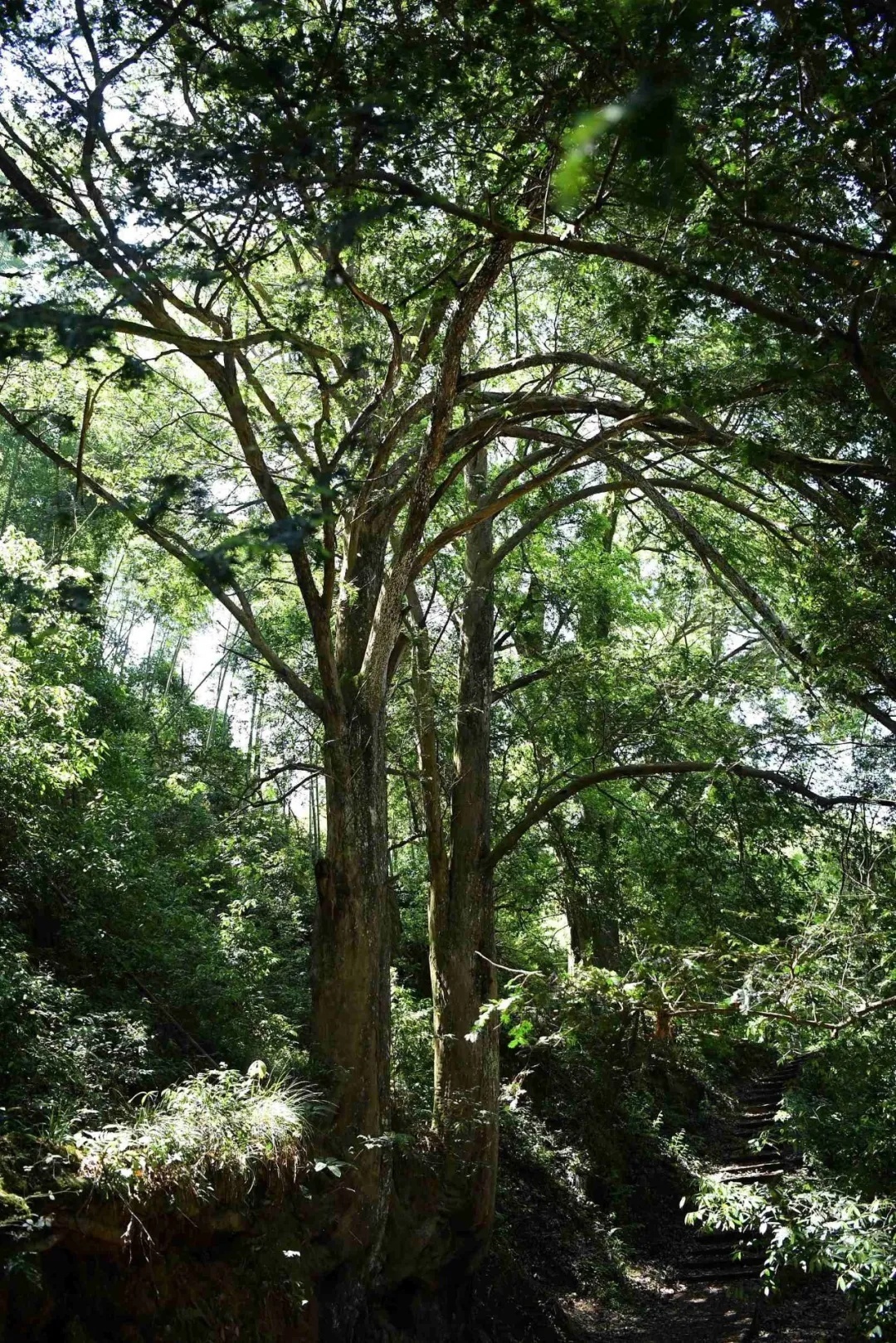 中國的國家公園在哪里？