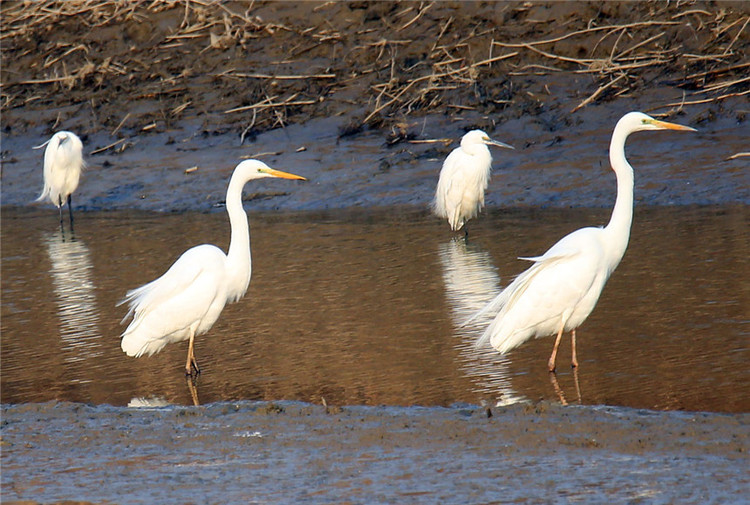 (已改  )陕西洽川:候鸟展翅翱翔 绘就优美生态画卷