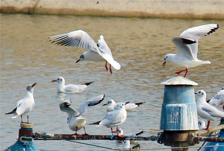 (已改  )陕西洽川:候鸟展翅翱翔 绘就优美生态画卷