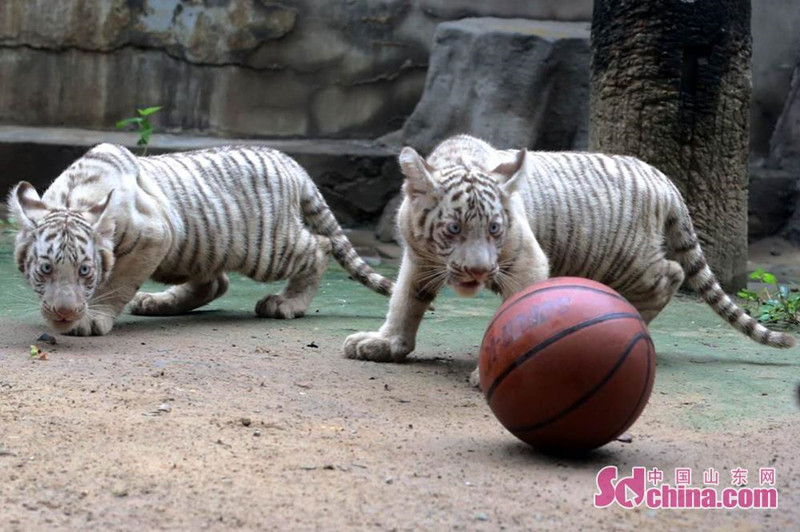 济南动物园猛兽家族新添3只孟加拉虎和3只猞猁-山东