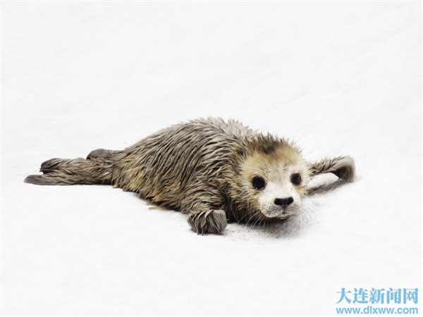 大连圣亚海洋世界高龄斑海豹顺利诞下“福猪”宝宝
