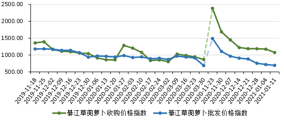 【B】重庆綦江草蔸萝卜不同规格品价格涨跌不一 产地批发商看稳后市行情