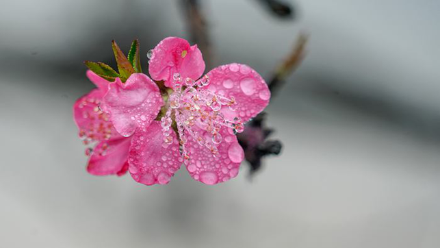 百色凌云：茶香花艳满山坡