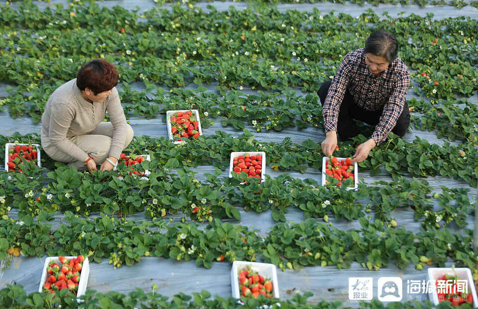 山东临沂：果农采收大棚草莓供应冬季市场