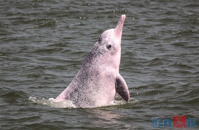 近期市民频繁在厦门海域看到白海豚追逐嬉戏