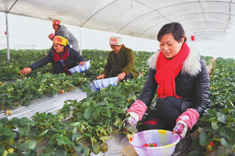 （焦点图，导航成都，移动端）扶贫路上 我们都是彝乡人