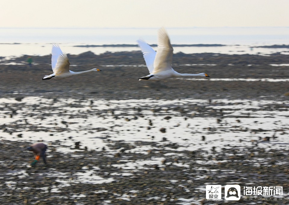 威海：渔民赶海拾趣 与大天鹅构成一幅生态画卷