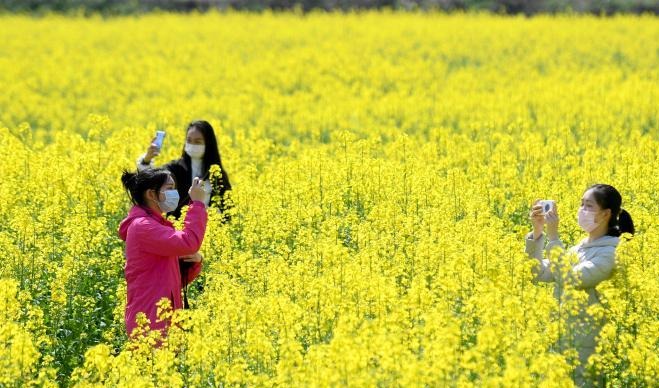 图片默认标题_fororder_平江万亩油菜花3.JPG