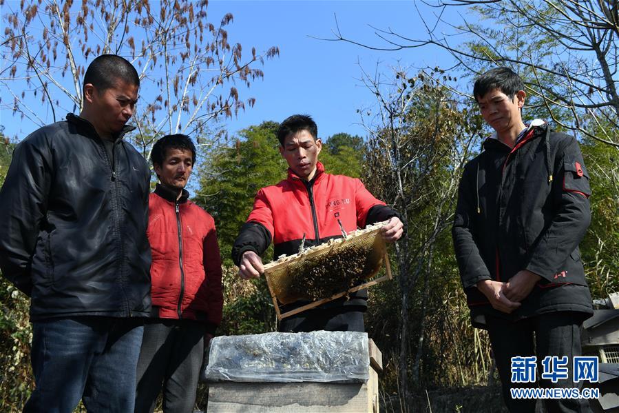 南平顺昌：脱贫农户成为养蜂产业发展带头人