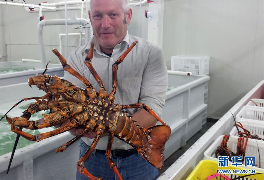 新西兰龙虾出口商瞄准中国线上市场