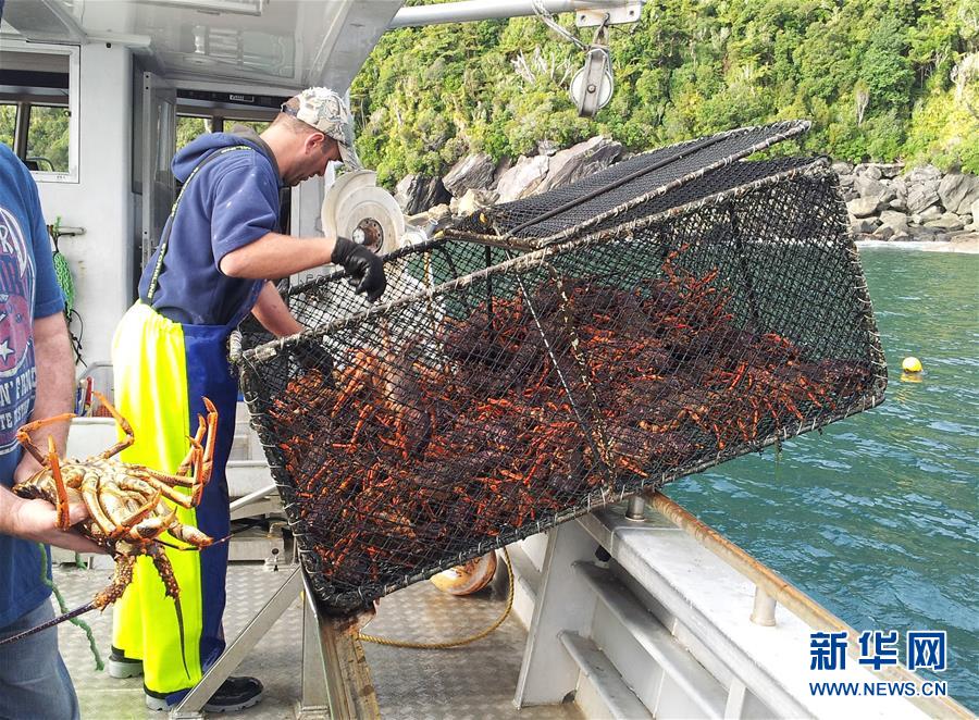 新西兰龙虾出口商瞄准中国线上市场
