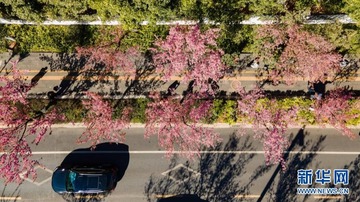 දකුණු චීනයේ Cerasus cerasoides මල් පිපී ඇති දසුන්