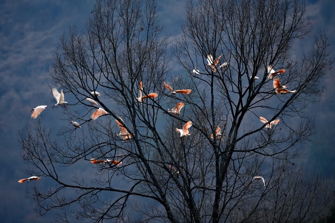 希少絶滅危惧種が回復的成長＝中国_fororder_F 朱鹮