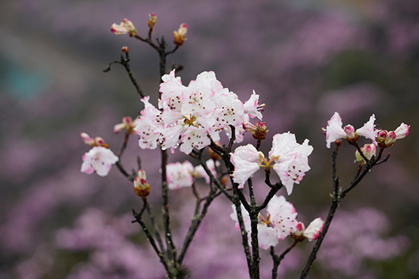 图片默认标题_fororder_盛开的杜鹃--摄影--郑祥兆
