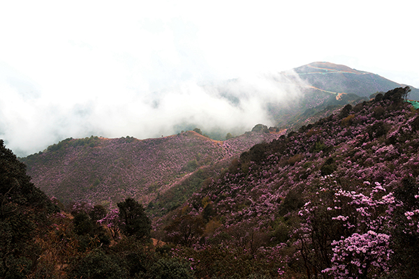 图片默认标题_fororder_漫山遍野的杜鹃花2--摄影--边绍伟