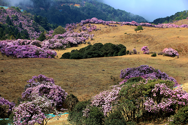 图片默认标题_fororder_漫山遍野的杜鹃花---摄影---余洋