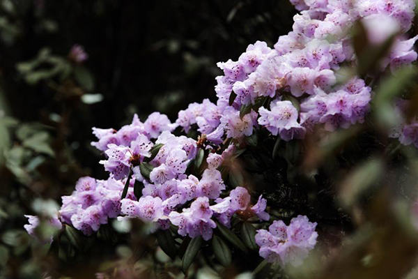 图片默认标题_fororder_盛开的杜鹃--摄影--李友理