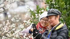 福州：青梅花开引客来