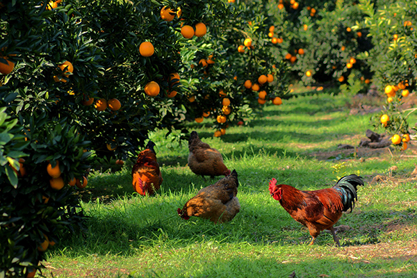 图片默认标题_fororder_3