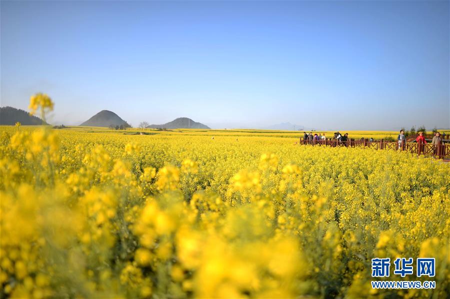 云南罗平:元宵佳节赏花时 云南罗平:元宵佳节赏花时