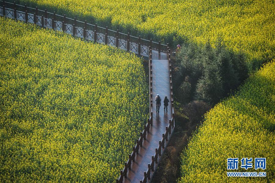云南罗平:元宵佳节赏花时 云南罗平:元宵佳节赏花时