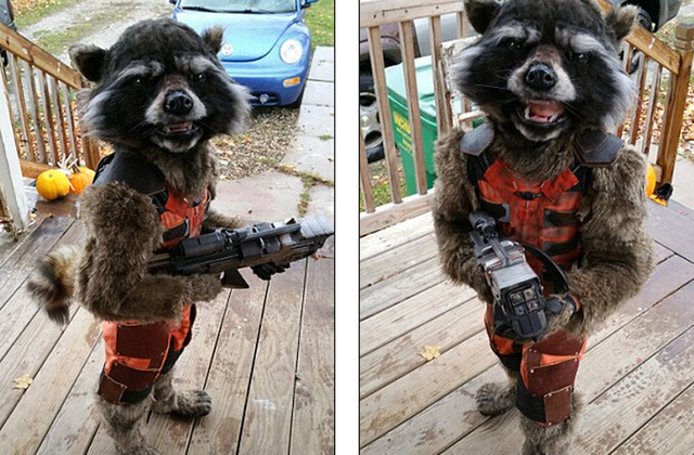 美国妈妈为儿子制作“火箭浣熊”套装 走红网络