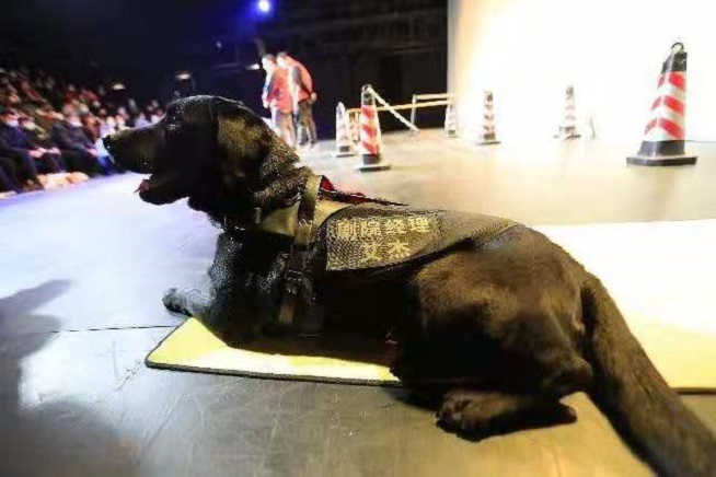 导盲犬进剧场,在细节中看见上海的城市温情 导盲犬进剧场,在细节中看见上海的城市温情
