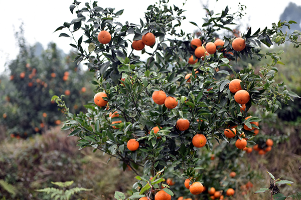 图片默认标题_fororder_柑橘压弯枝头