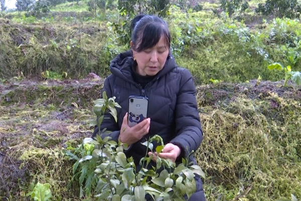 重庆涪陵：“线上春管”很给力 防疫助农两不误