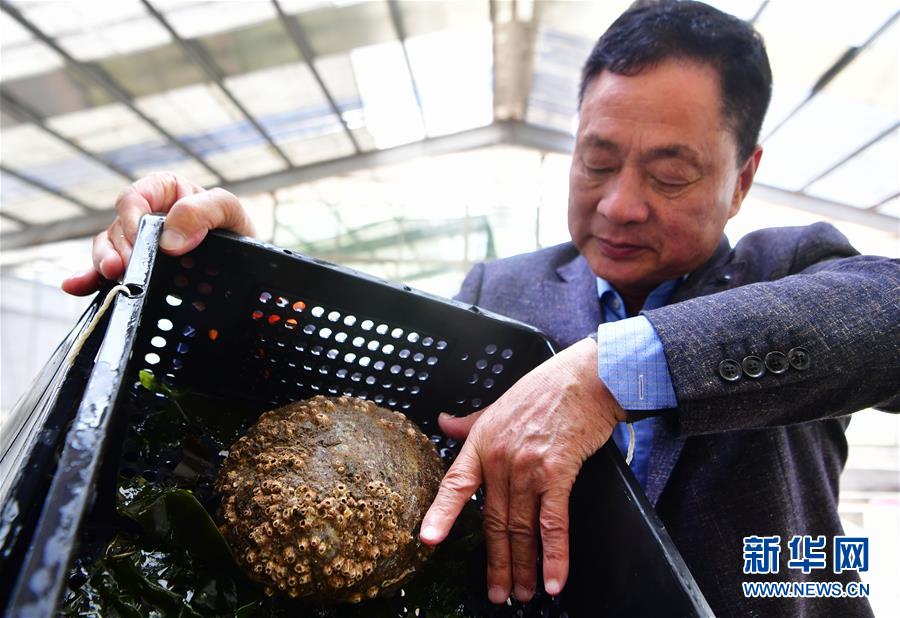 福建连江:小鲍鱼 大产业 福建连江:小鲍鱼 大产业