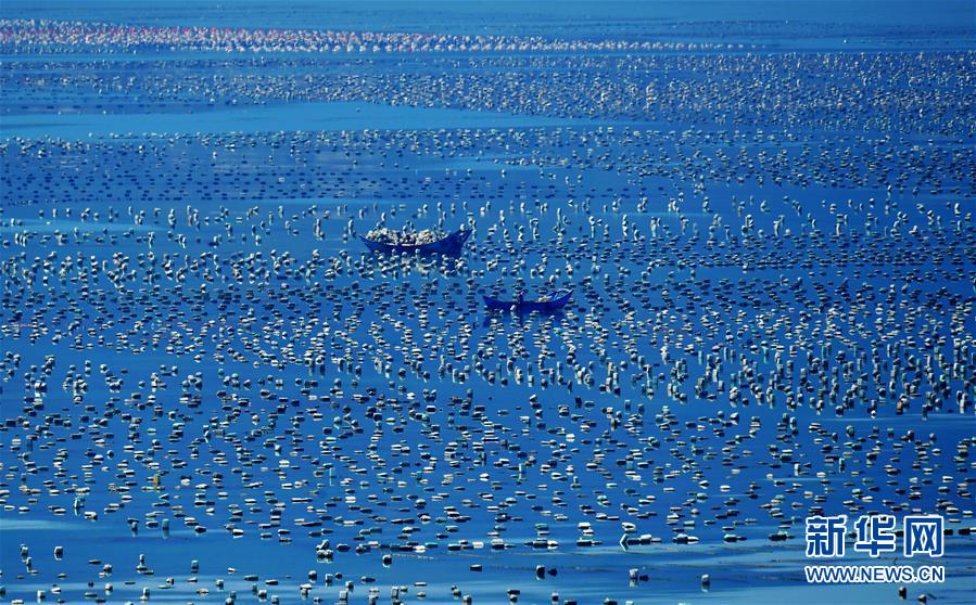 福建连江:小鲍鱼 大产业 福建连江:小鲍鱼 大产业