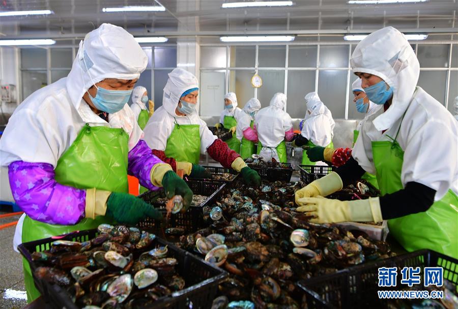 福建连江:小鲍鱼 大产业 福建连江:小鲍鱼 大产业