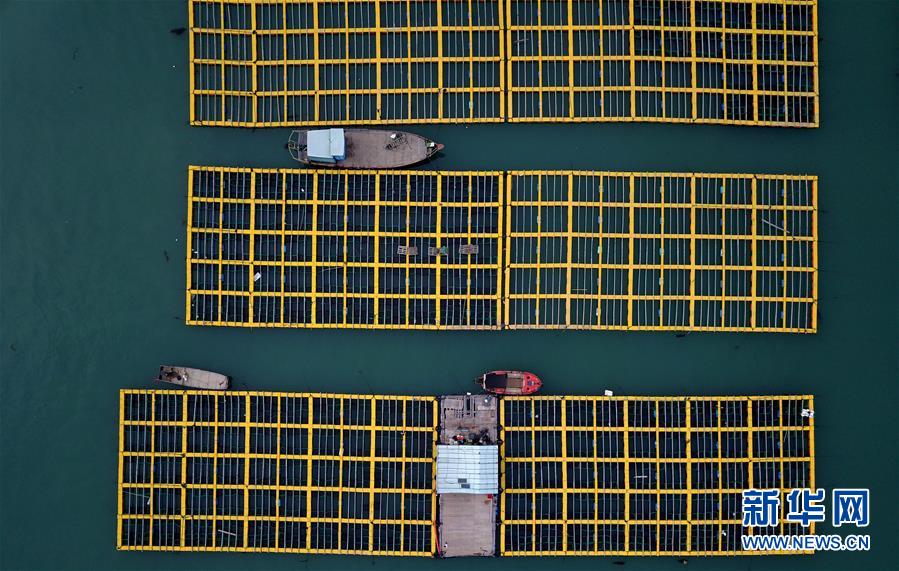 福建连江:小鲍鱼 大产业 福建连江:小鲍鱼 大产业