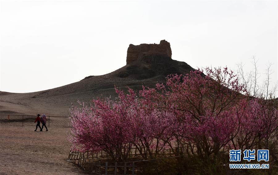 甘肃敦煌:阳关古道桃花艳 甘肃敦煌:阳关古道桃花艳