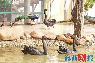 厦门黑天鹅"家族"又壮大了 厦门黑天鹅观赏地图发布