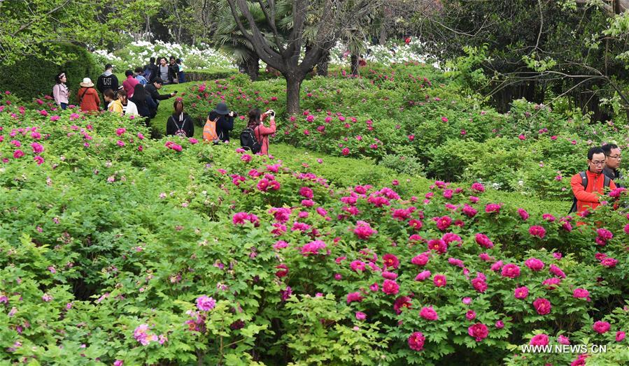 Tourists visit peony garden in Luoyang
