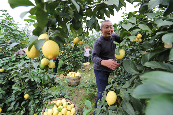 （勿签）7高11轨16快：迈向双圈与蓉同城的新资阳_fororder_11、安岳柠檬带动当地老百姓致富增收-供图-资阳市委宣传部