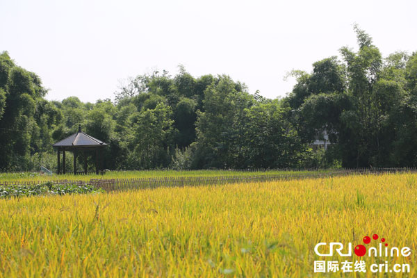 图片默认标题_fororder_大邑鱼香贡米（摄影-叶林）