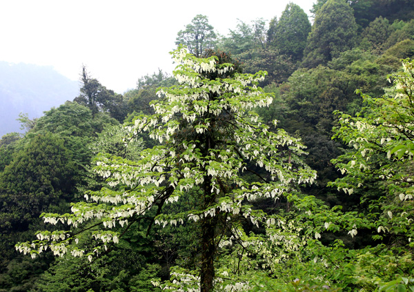 宜宾珙县:珙桐文化旅游节举行 2万株植物活化石珙桐花盛开