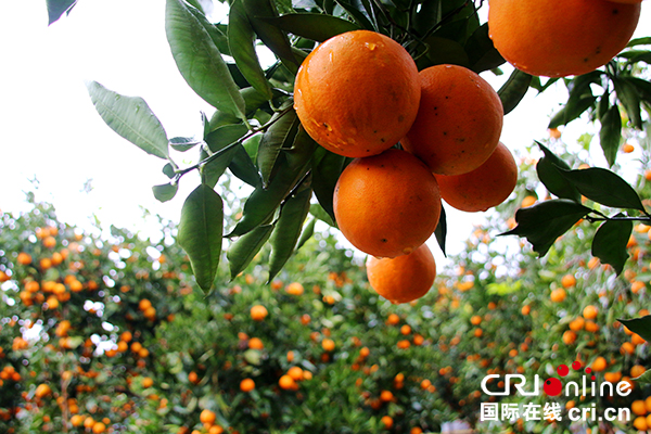 图片默认标题_fororder_即将成熟的南溪血橙--（摄影-高学兵）