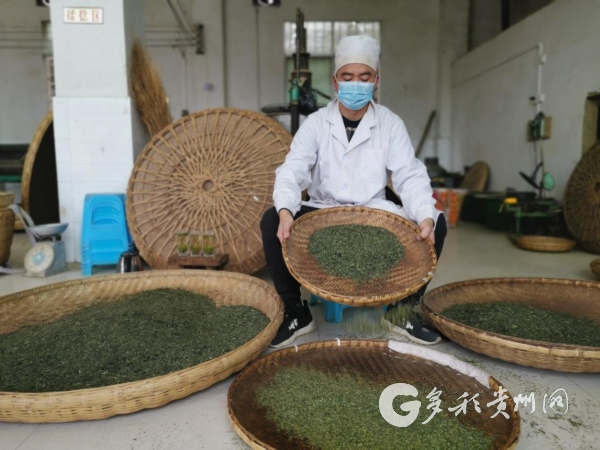 (社会)紫云:春茶采摘农户忙
