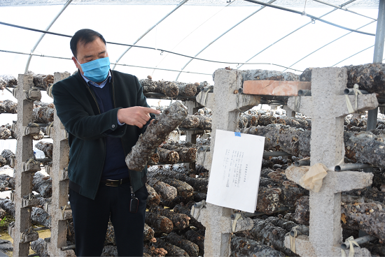 【河南供稿】平顶山汝州市朱寨村开辟香菇致富路 年均效益6300万