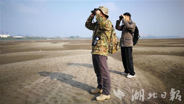 武汉三环内连续7年发现国家一级保护濒危鸟类黑鹳种群
