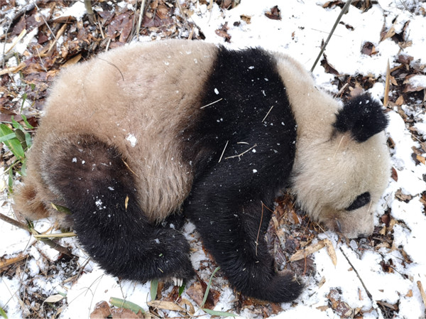 （野生大熊猫自然分布密度居全国之首  附链接）汉中佛坪县成功抢救一只受伤野生大熊猫