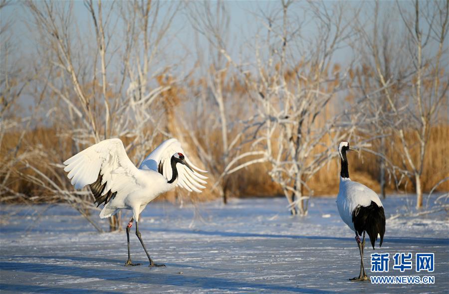 黑龙江扎龙国家级自然保护区：鹤舞寒冬