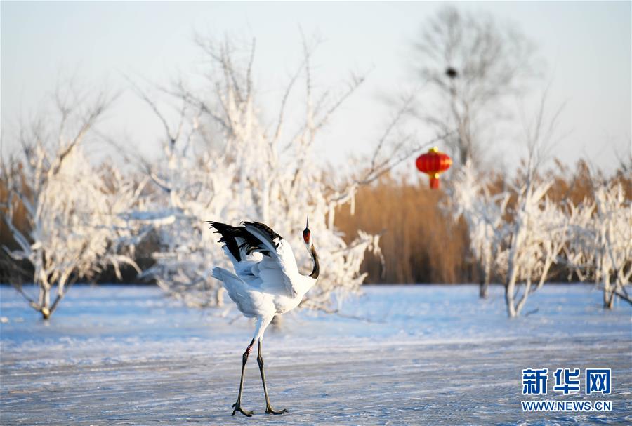 黑龙江扎龙国家级自然保护区：鹤舞寒冬
