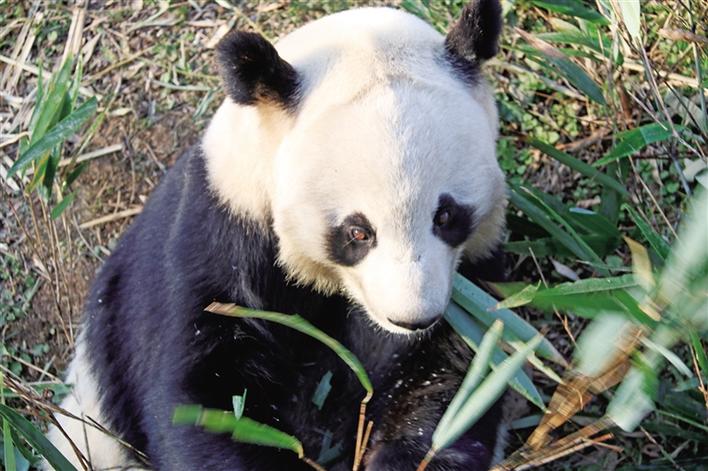【中首  陕西  图】秦岭大熊猫 国宝中的“美人”