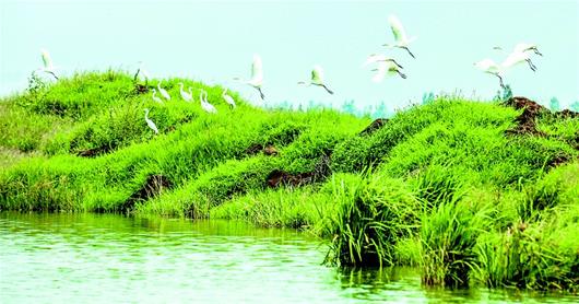 孝感朱湖湿地公园鹭鸟在嬉戏