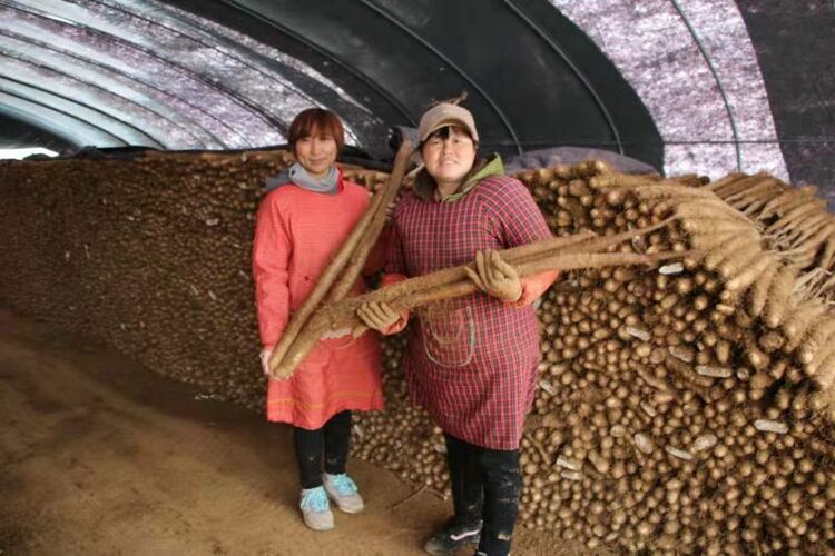 山药“飞”上互联网，清香飘到“北上广”